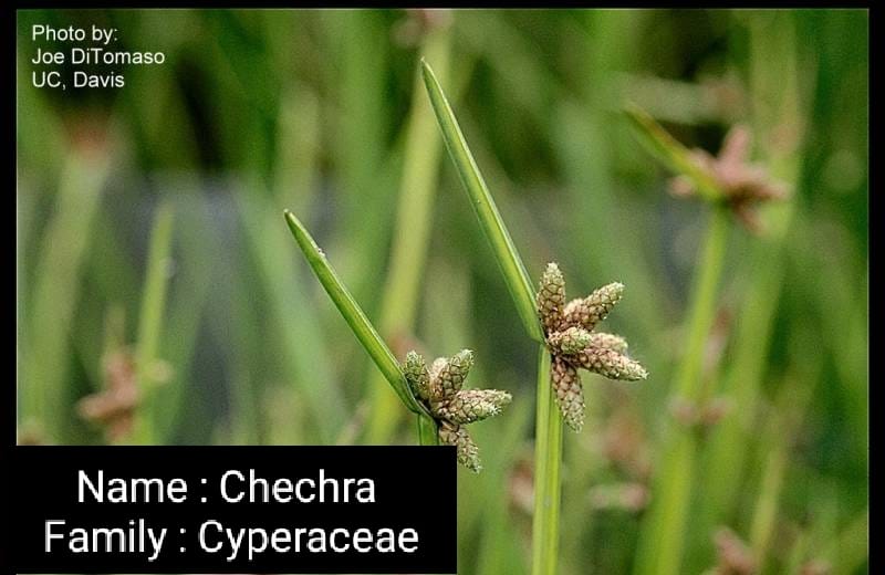 Chechra